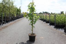 Liquidambar styraciflua - Amberboom 100-125 C12