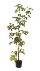 Liquidambar styraciflua (meerstammig) 125-150 C25  AMBERBOOM