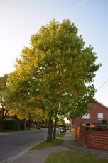 Liriodendron tulipifera-Tulpenboom 100-120 C12