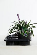 Liriope muscari 'Moneymaker' | Leliegras 35 P9