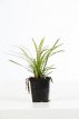 Liriope muscari - 24 st. Liriope muscari - PROMO | 24 st. (BODEMBEDEKKEND-WINTERGROEN)