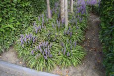 Liriope muscari - PROMO | 24 st. (BODEMBEDEKKEND-WINTERGROEN)