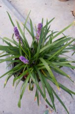 Liriope muscari ‘Big Blue’ | Leliegras 45 P9