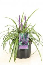 Liriope muscari  C3 Liriope muscari | Leliegras 30 C3