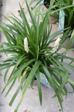 Liriope muscari ‘Monroe White’ | Leliegras 30 P9