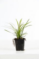 Liriope muscari  P9 Liriope muscari | Leliegras 30 P9