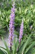 Liriope spicata Liriope spicata | Leliegras 5 P9