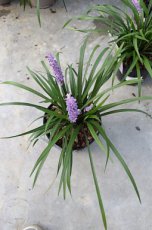 Liriope spicata | Leliegras 5 P9