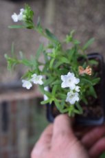 Lithodora diffusa ‘Alba’ | Kruipend parelzaad 15 P9