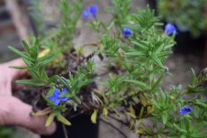 Lithodora diffusa ‘Heavenly Blue’ | Kruipend parelzaad 15 P9