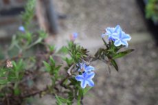 Lithodora diffusa ‘Star’® | Kruipend parelzaad 15 P9