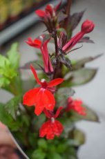 Lobelia hybr. ‘Queen Victoria’ | Prachtlobelia 80 P9