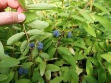 Lonicera caerulea Sugar Mountain® 'Balalaika'TM | Honingbes 30-40 C4