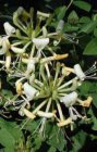 Lonicera hybr. ‘Honey Baby’® (=Blond & Beyond) - Japanse kamperfoelie 30-40 C3