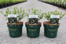 Lonicera kamtschatica 'Blue Velvet'® | Honingbes 30-40 C4