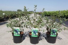 Lonicera kamtschatica 'Eisbr' | Canadese honingbes 30-40 C4 - Welkom bij  Palmhunters