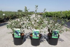 Lonicera kamtschatica 'Eisbär'® | Honingbes 30-40 C4