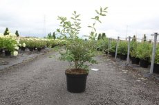 Lonicera kamtschatica 'Eisbär'® 50/60 C10 Lonicera kamtschatica 'Eisbär'® | Honingbes 50-60 C10