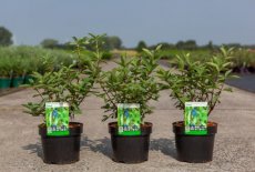 Lonicera kamtschatica 'Sweet Myberry'® & Honingbes 30-40 C4