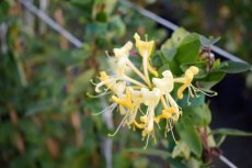 Lonicera periclymenum ‘Scentsation’® | Kamperfoelie-Geitenbaard 50-60 C