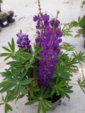 Lupinus ‘Gallery Blue Shades’ | Lupine 50 P9