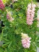 Lupinus ‘Gallery Pink Shades’ Lupinus ‘Gallery Pink Shades’ | Lupine 50 P9