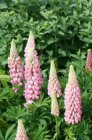 Lupinus ‘Gallery Pink Shades’ | Lupine 50 P9