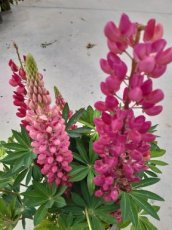 Lupinus ‘Gallery Red Shades’ | Lupine 50 P9