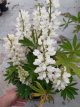 Lupinus ‘Gallery White Shades’ Lupinus ‘Gallery White’ | Lupine 50 P9