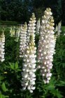 Lupinus ‘Gallery White’ | Lupine 50 P9