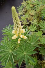 Lupinus ‘Gallery Yellow Shades’ | Lupine 50 P9