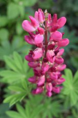 Lupinus ‘My Castle’(=mein schloss) | Lupine 100 P9