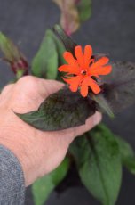 Lychnis arkwrightii ‘Vesuvius’ | Koekoeksbloem 30 P9