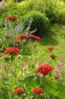 Lychnis chalcedonica | Brandende liefde 100 P9