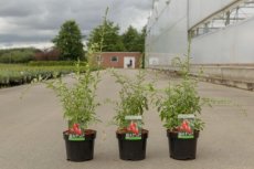 Lycium barbarbum 'Big Lifeberry'® | Goji bes-Boksdoorn 30-40 C4