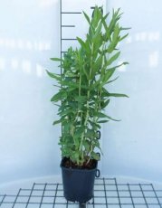 Lythrum salicaria 100 C2 Lythrum salicaria | Kattenstaart 100 C2