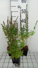 Lythrum salicaria 'Robin'® | Grote kattenstaart 90 P9