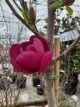 Magnolia 'Black Tulip' 50/60 C Magnolia hybr. 'Black Tulip'(=Antje Zandee) - Beverboom 50-60 C