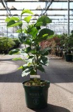 Magnolia 'Daphne' Noble® - Beverboom 80-100 C10