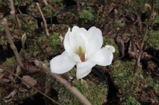 Magnolia denudata 'Double Diamond' - Beverboom 125-150 C30