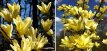 Magnolia denud.'Yellow River' 50/60 C Magnolia denudata 'Yellow River' - Beverboom 50-60 C