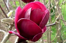 Magnolia 'Genie' - Beverboom 60-80 C5