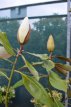 Magnolia grandiflora 'Little Gem' 60/80 C10 Magnolia grandiflora 'Little Gem' 60-80 C10 - Beverboom