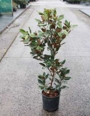 Magnolia grandiflora 'Little Gem' 60-80 C10 - Beverboom