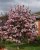 Magnolia hybr.'George Henry Kern' 50/60 C Magnolia hybr.‘George Henry Kern’ - Beverboom  50-60 C