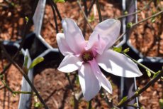 Magnolia hybr.'George Henry Kern' 50/60 C Magnolia hybr.‘George Henry Kern’ - Beverboom  50-60 C