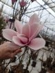 Magnolia hybr.'Heaven Scent' 80/100 C10 Magnolia hybr.‘Heaven Scent’ - Beverboom 80-100 C10