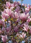 Magnolia hybr.‘Heaven Scent’ - Beverboom 80-100 C10