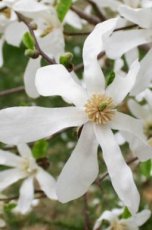 Magnolia kobus (meerstammig) 125-150 C18 TULPENBOOM