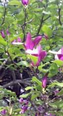 Magnolia liliiflora ‘Nigra’ - Beverboom 80-100 C